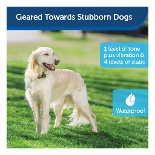 Petsafe stubborn dog invisible fence best sale