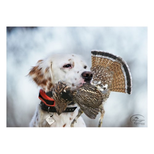 SportDOG UplandHunter 1875 Dog Training Bundle