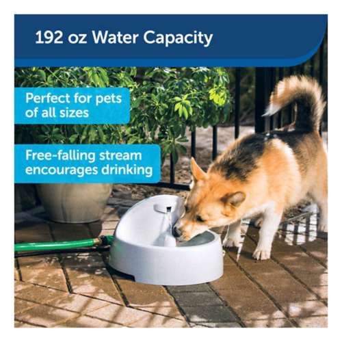 Drinkwell everflow hot sale pet fountain