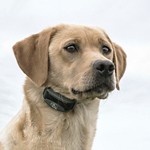 SportDOG FieldTrainer 425X Dog Training Bundle - Thumbnail 6 of 6