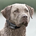 SportDOG Fieldtrainer 425XS Dog Training Bundle - Thumbnail 6 of 6