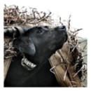 SportDOG WetlandHunter 425X Add-A-Dog Collar