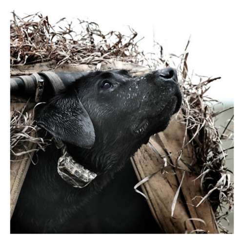 Sportdog wetlandhunter 425 outlet training dog collar