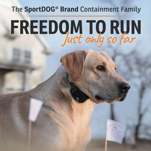 Sportdog in outlet ground fence collar