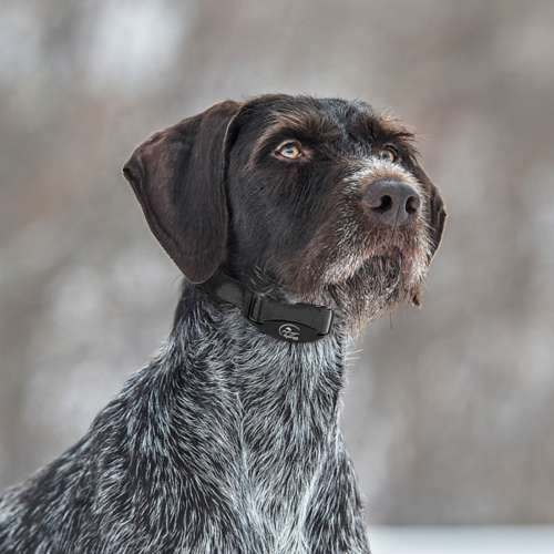 Sportdog bark outlet collar not working