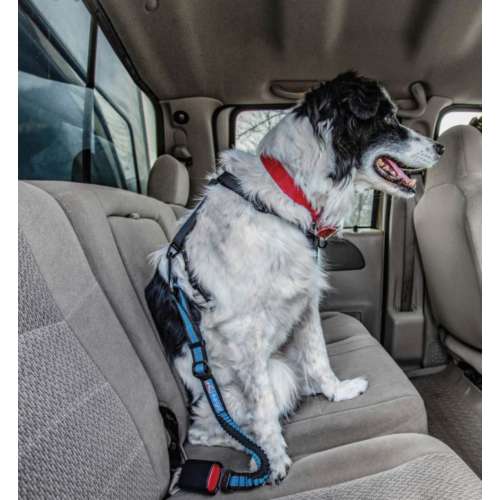 PetSafe Direct to Seatbelt Bungee Tether