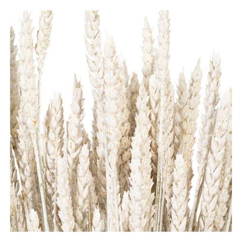 Vickerman Company 26" Dried White Washed Wheat Tarwe Triticum Bunch