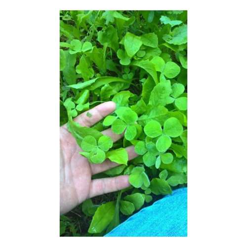 Antler King Trophy Clover Food Plot Mix