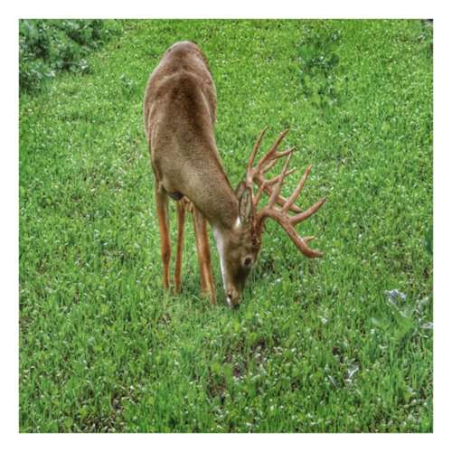 Antler King Lights Out Forage Oats