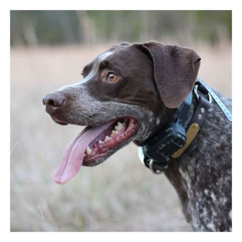 Sport dog outlet accessories