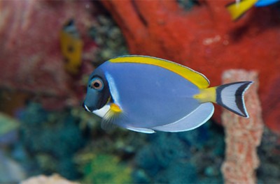 Fish swimming in aquarium as Overland Park SCHEELS