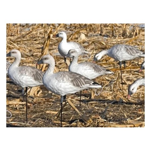 SX Decoys Full Body Juvie Snow Goose Decoys | SCHEELS.com