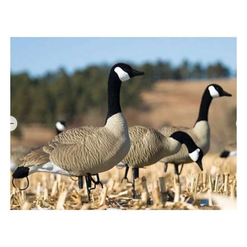 SX Full Size Canada Goose Decoy Pack