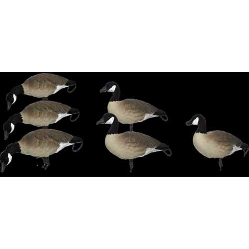 SX Lesser Painted Full Body Canada Goose Decoys 6 Pack