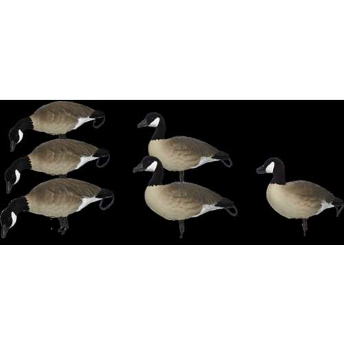 SX Lesser Painted Full Body Canada Goose Decoys 6 Pack