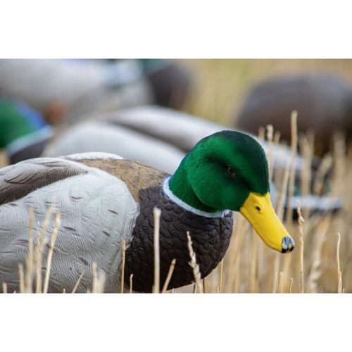 SX Full Size Canada Goose Decoy Pack