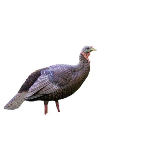 SX Decoys Fullbody Hen Turkey Decoy