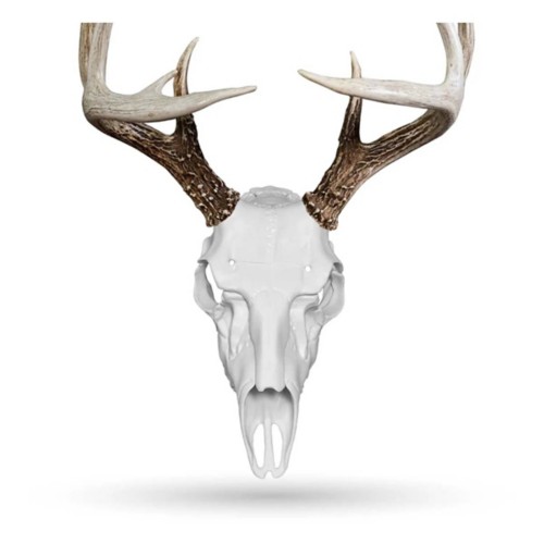Illusion Outdoors Skull Master European Mount Single Kit