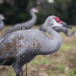 Big Al's Sandhill Crane Silhouette Decoys - Thumbnail 3 of 5
