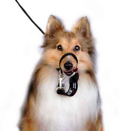 K9 Lifeline Transitional Leash