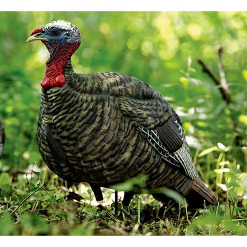 Avian-X LCD Jake Quarter Strut Turkey Decoy