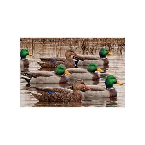 Avian-X Topflight Open Water Mallard Decoy 6-Pack