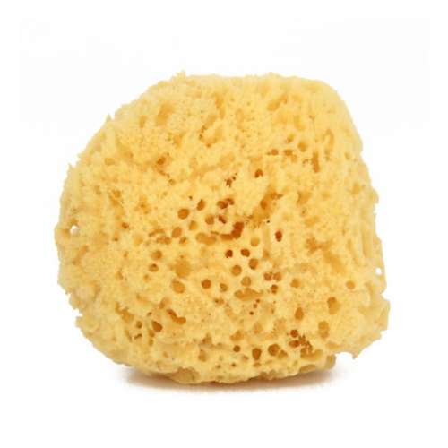 Basin Sea Sponge
