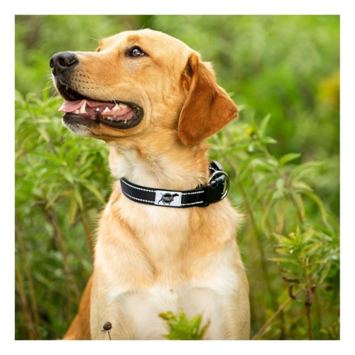 ROCT Outdoor Trailhead Padded Dog Collar - Primary Image
