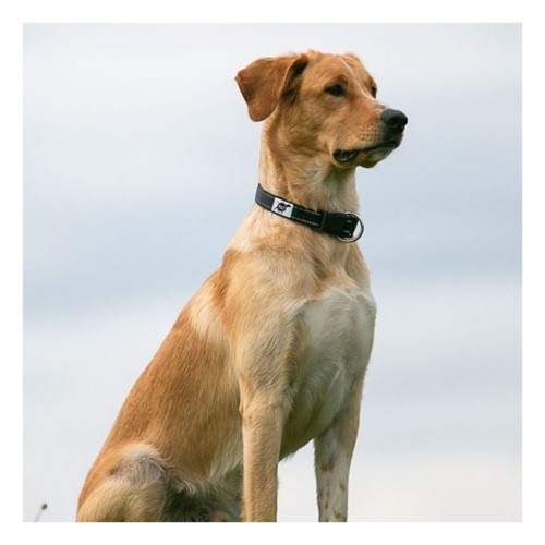 ROCT Outdoor Trailhead Padded Dog Collar - Primary Image