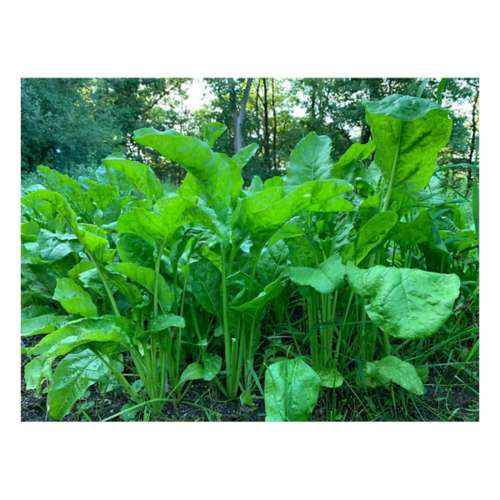 Domain Outdoor Beet Down Seed