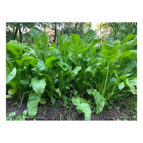 Domain Outdoor Beet Down Seed
