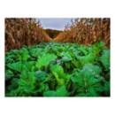 Domain Outdoor Bombshell Food Plot Mix