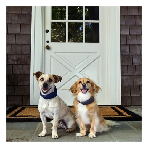Wolfgang Man and Beast Dog Collar