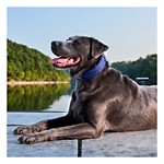 Halo 4 Dog Fence and GPS Dog Collar - Thumbnail 3 of 6