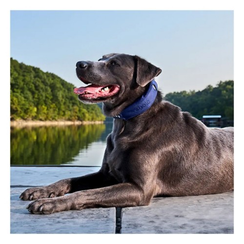 Halo 4 Dog Fence and GPS Dog Collar - Primary Image