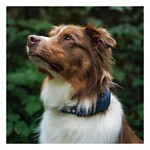 Halo 4 Dog Fence and GPS Dog Collar - Thumbnail 4 of 6
