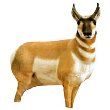 Montana Decoy Antelope Decoy