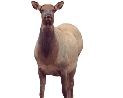 Montana Decoy Eichler Cow Elk Decoy