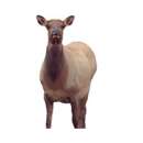Montana Decoy Eichler Cow Elk Decoy