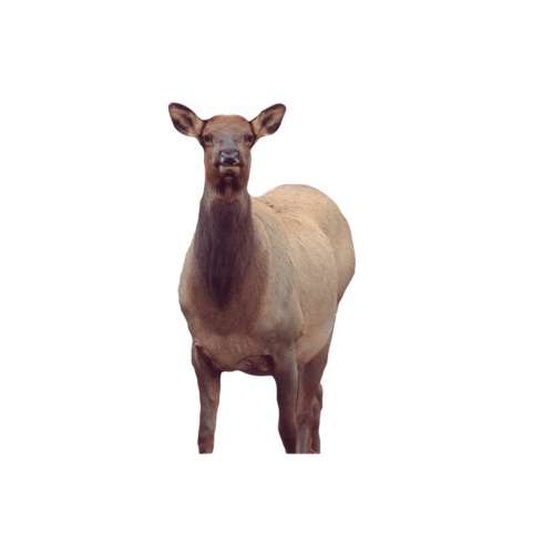 Montana Decoy Eichler Cow Elk Decoy