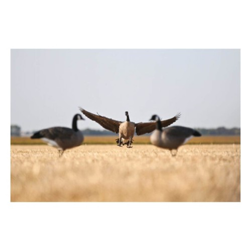 DOA Decoys Rogue Series Canada Goose Mixed 6-Pack