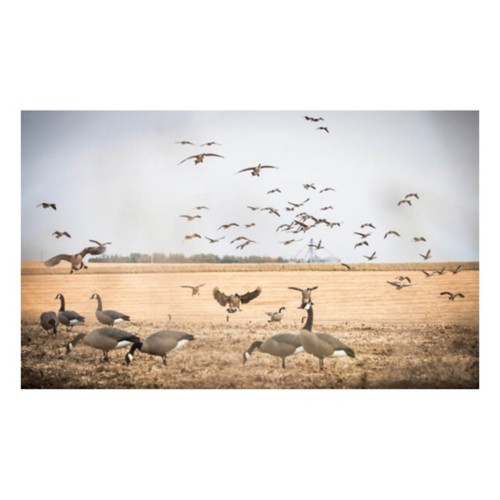 DOA Decoys Rogue Series Canada Goose Mixed 6-Pack