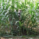 GhostBlind Industries Predator Mirror Ground Blind