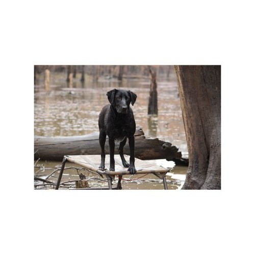 MOmarsh Final Stand Dog Platform