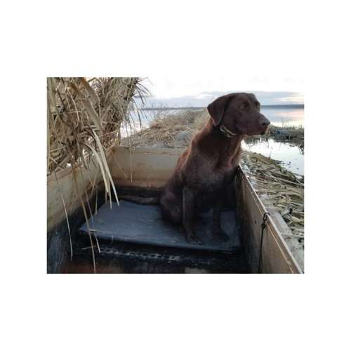 Momarsh kennel hot sale cot