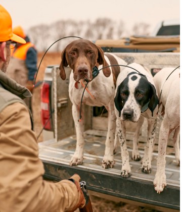 Hunting Dog Training Equipment