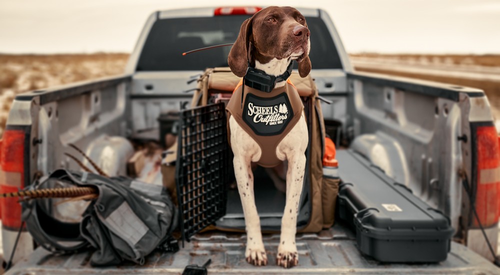 a dog in the back of a pickup truck wearing an e-collar and hunting vest