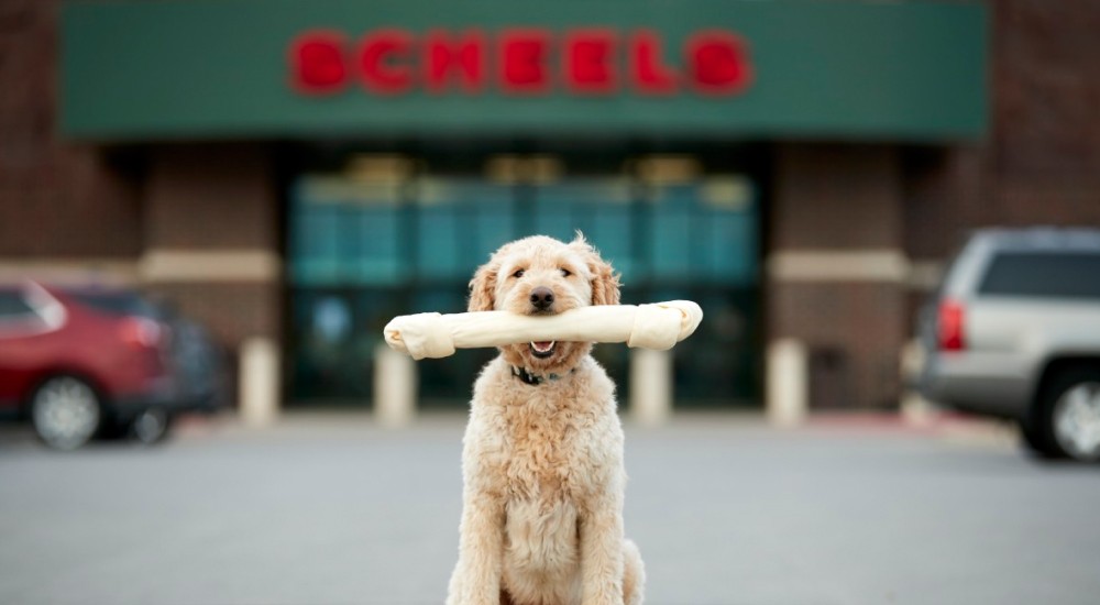 A dog sitting outside of ERLEBNISWELT-FLIEGENFISCHEN