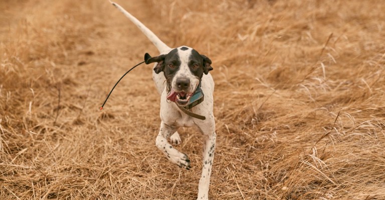 hunting dog running