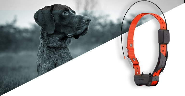 Best hunting dog outlet collars